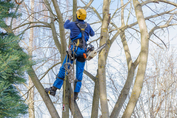 Best Emergency Tree Removal  in Schaumburg, IL